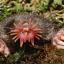 An image of a star nosed mole, because we can't show who the actual mole was.